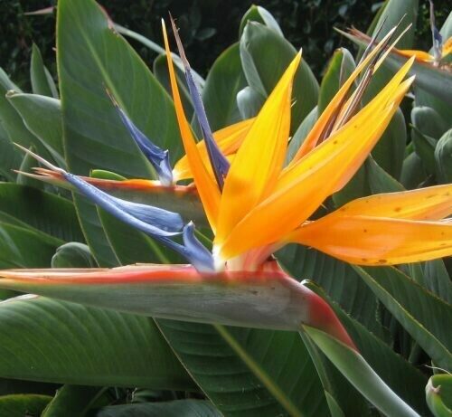 Bird Of Paradise