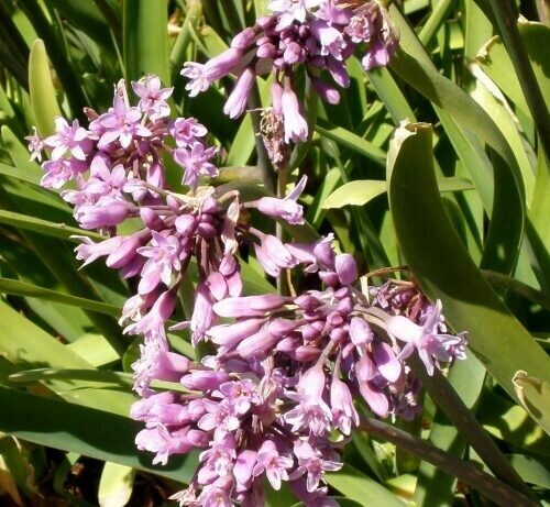 Tulbaghia Fragrans