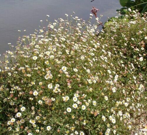 Erigeron karvinskianus Santa Barbara Daisy