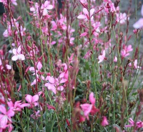 Gaura lindheimeri Pink Blush
