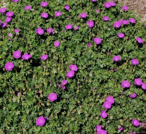 Geranium cantabridgensis ‘West Ray’