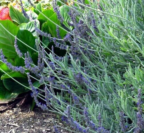Lavandula Dentata