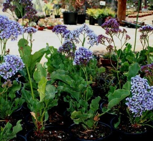 Limonium Perezii