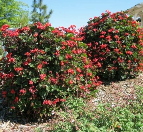 Pelargonium ‘Red Dancer’