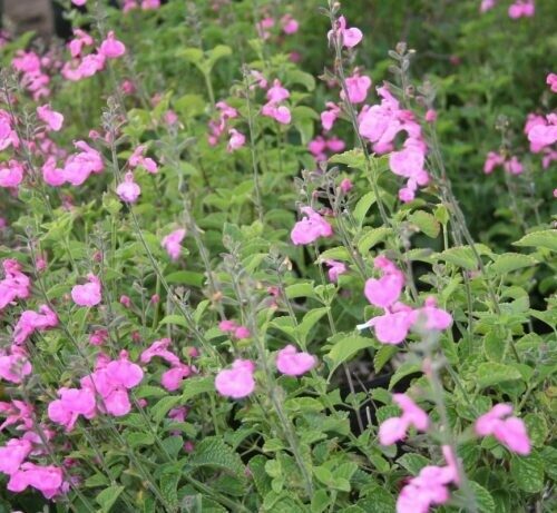 Salvia Microphylla 'Big Pink'