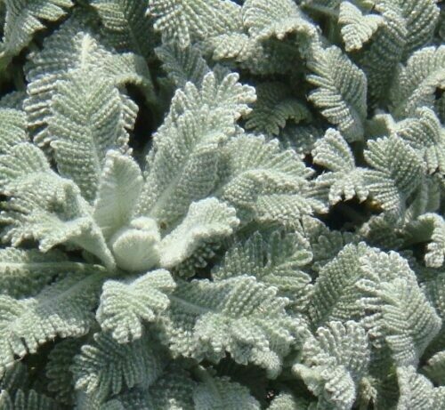 Tanacetum Densum Variety Amanum