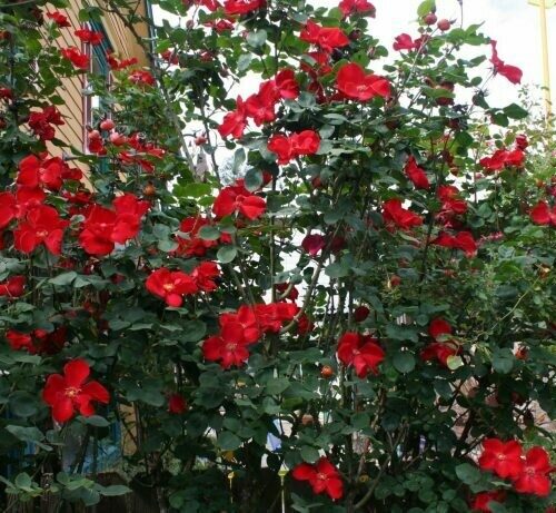 Rosa ‘Altissimo’ climber