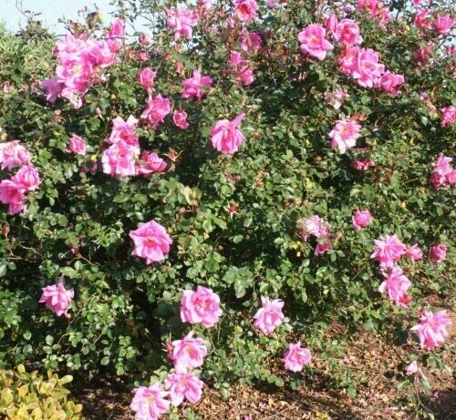 Rosa ‘Carefree Beauty’