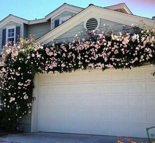 Rosa ‘Cecile Brunner’