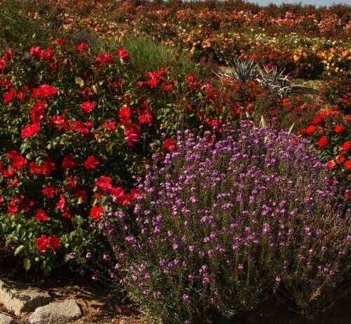 Rosa ‘Cherry Bomb’