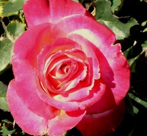 Rosa ‘Double Delight’