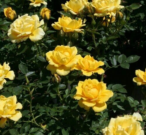 Rosa ‘Easy Going’