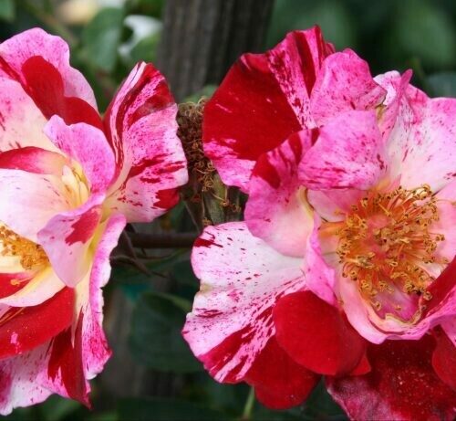 Rosa ‘Fourth of July’