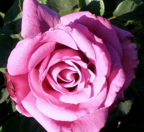 Rosa ‘Fragrant Plum’