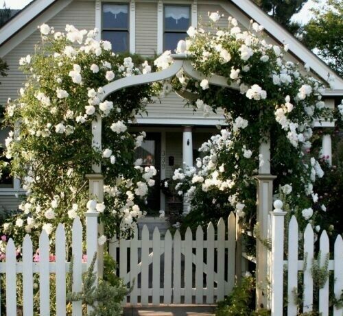 Rosa ‘Iceberg’ Climber