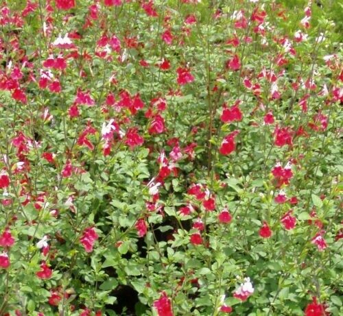 Salvia Microphylla 'Hot Lips'