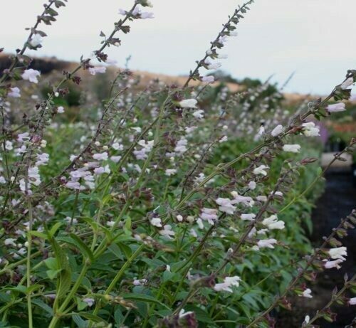 Salvia Waverly