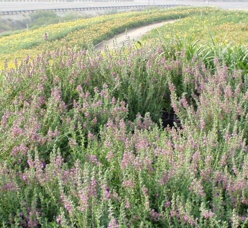 Teucrium Chamaedrys