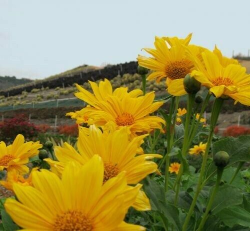 Tithonia Diversifolia