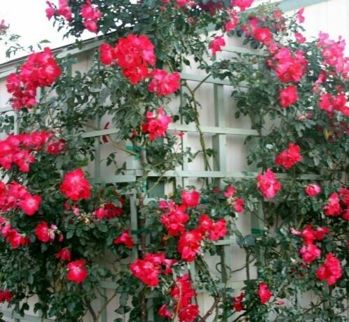 Rosa ‘Dortmund’ Climber