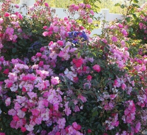 Rosa ‘Lavender Dream’