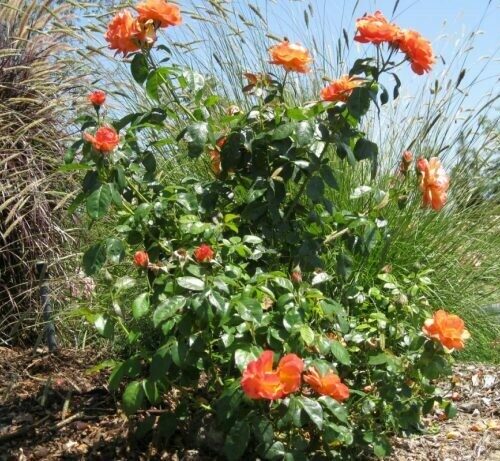 Rosa ‘Livin Easy’