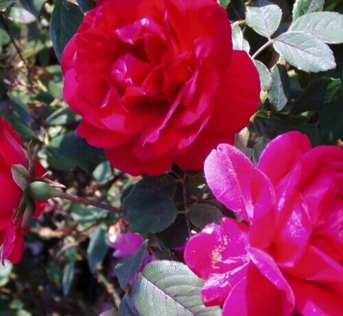 Rosa ‘Blaze’ Climber