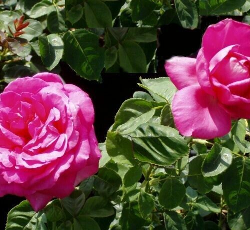 Rosa ‘Miss All American Beauty