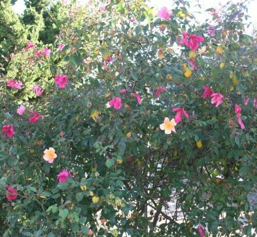 Rosa ‘Mutabilis’