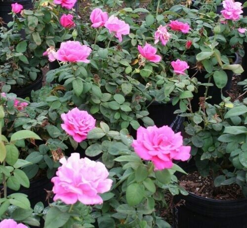 Rosa ‘Perfume Delight’