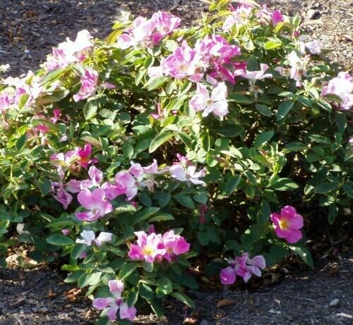 Rosa ‘Nearly Wild’