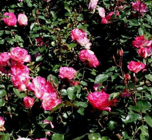 Rosa ‘Nicole'