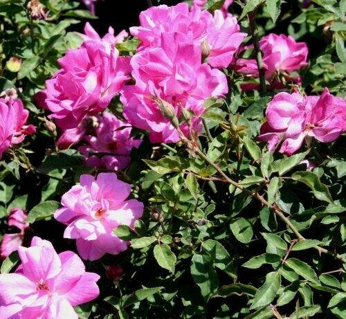 Rosa ‘Old Blush’