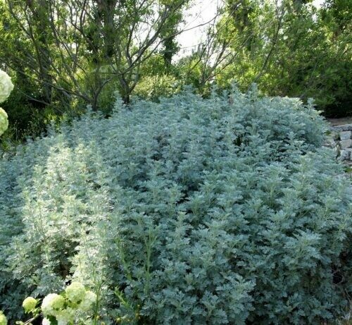 Artemesia Powis Castle