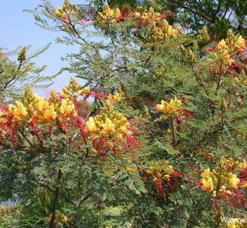 Caesalpinia gilliesii