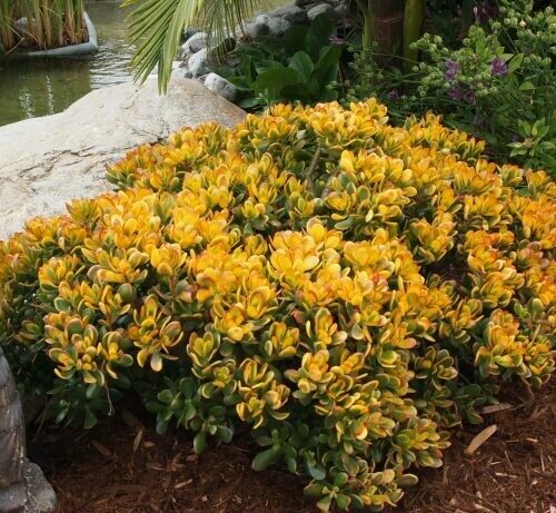 Crassula ‘Sunset Jade’