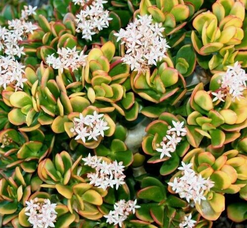 Cuphea 'David Verity'