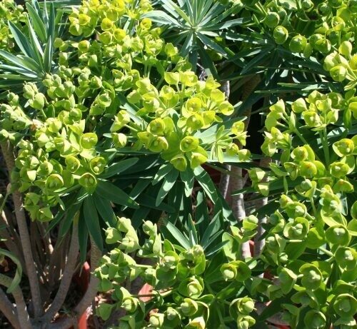 Euphorbia lambii