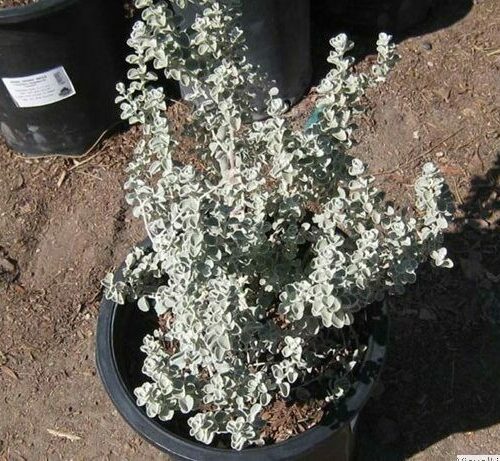 Leucophyllum zygophyllum