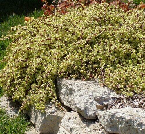 Portulacaria afra variegata