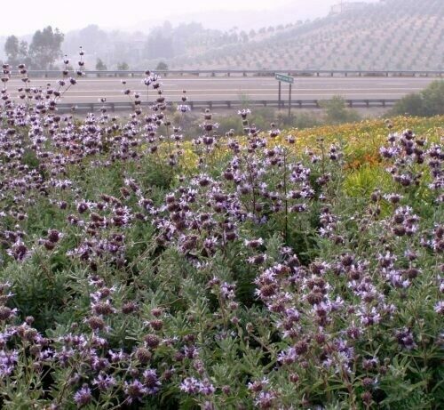 Salvia clevelandii