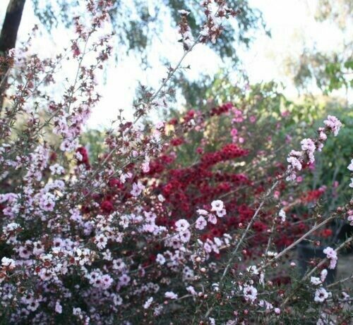 Leptospermum scoparium