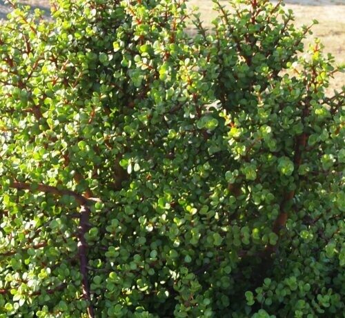 Portulacaria afra