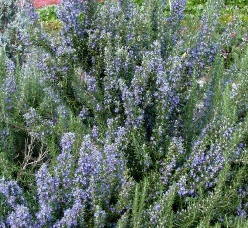 Rosmarinus officinalis ‘Tuscan Blue’