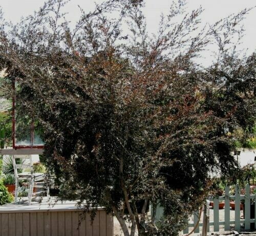 Leptospermum hybrid ‘Dark Shadows