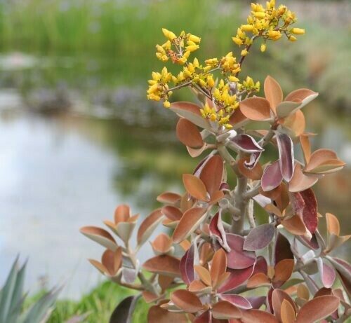 Kalanchoe orgyalis