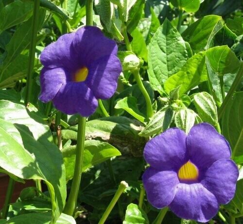 Thunbergia battiscombei