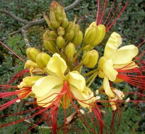 Caesalpinia gilliesii poinciana