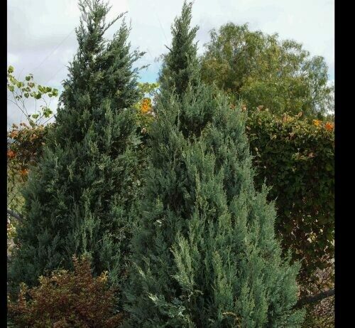 Juniperus scopulorum ‘Wichita Blue’