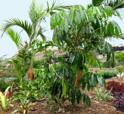 Tupidanthus calyptratus